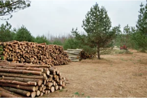 Вальщик-раскряжевщик леса — курс обучения с внесением в ФИС ФРДО